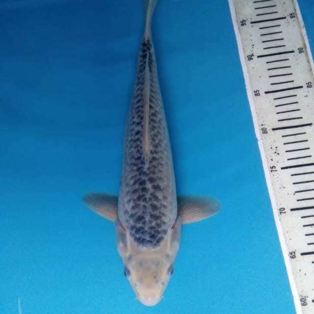 Asagi 40 cm
