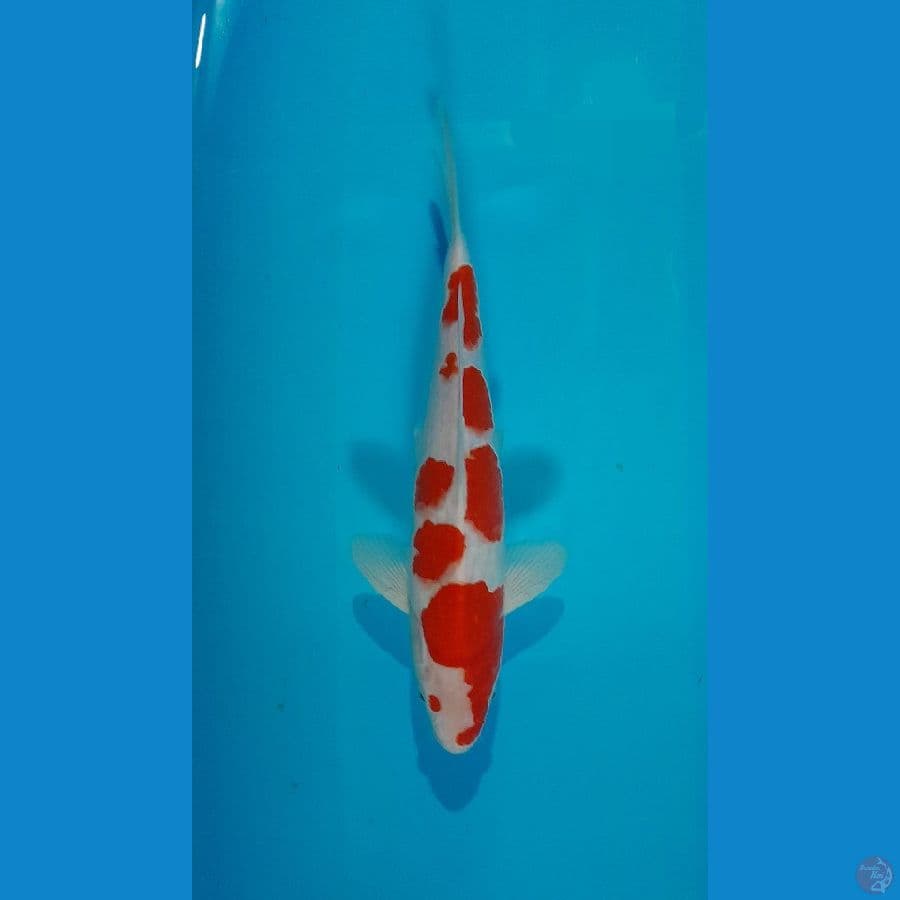 kohaku 30 cm