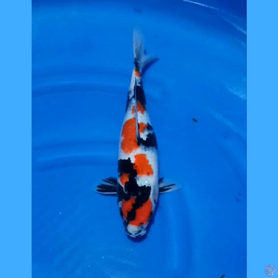 ( 37CM ) MARUTEN SHOWA - FEMALE
