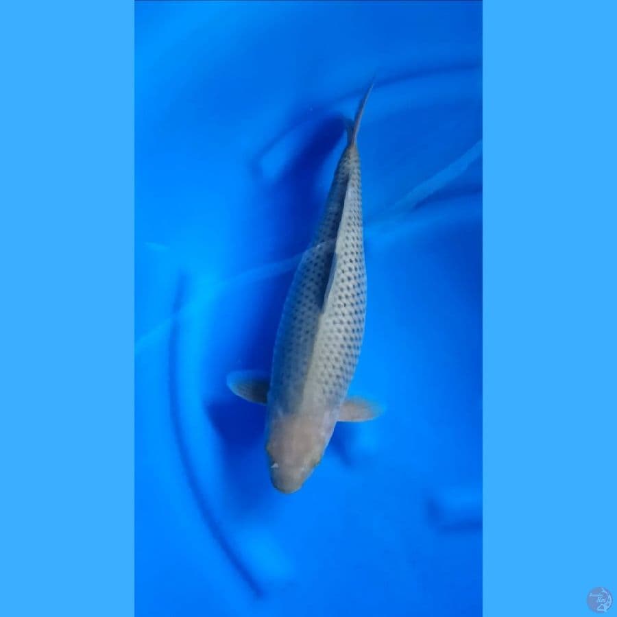 ( 42CM ) SORAGOI RING RAPI - FEMALE
