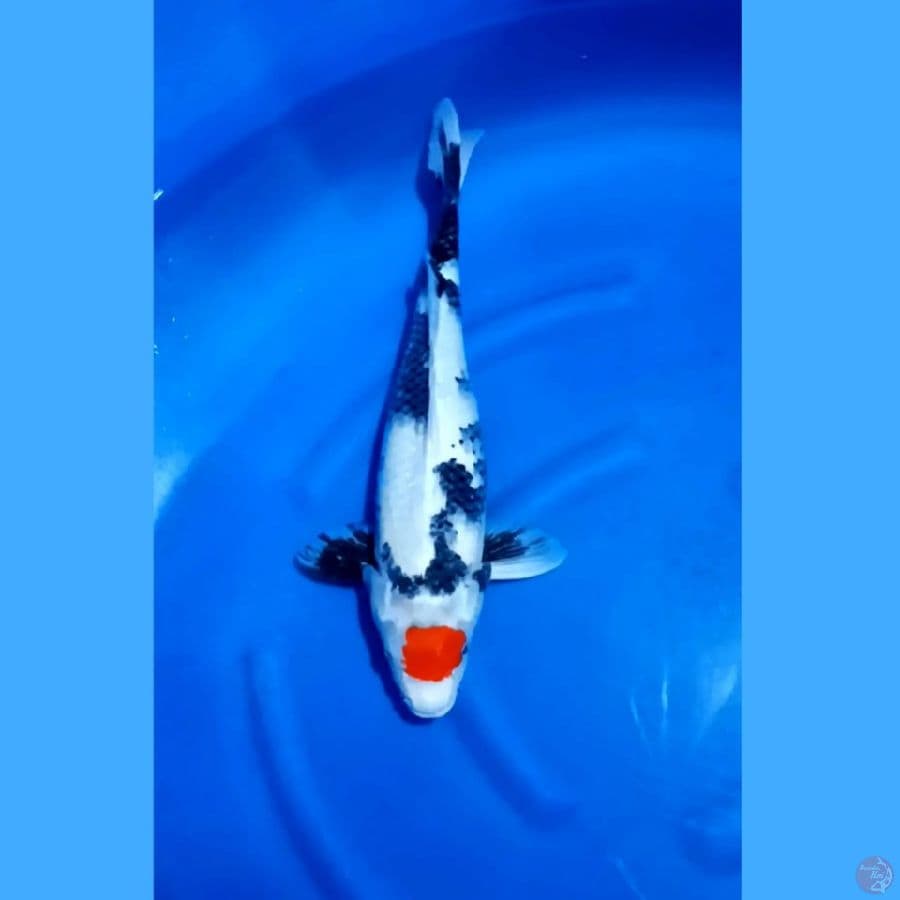 ( 52CM ) JUMBO TANCHO SHOWA - FEMALE