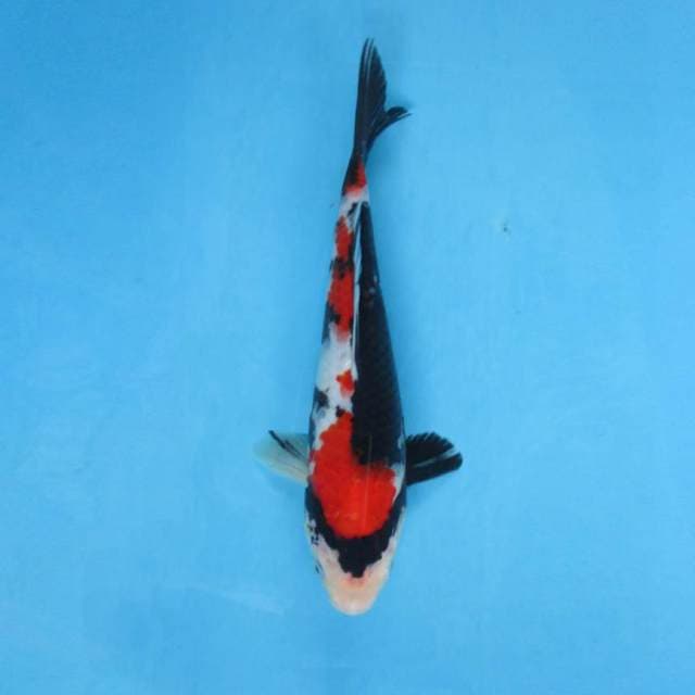 Bozu_RED SHOWA SANSHOKU