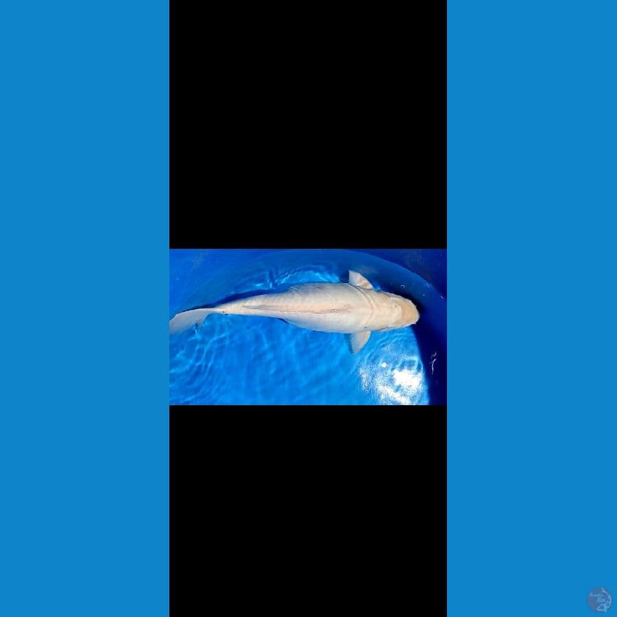 65 cm