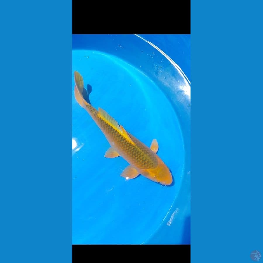 50 cm .
