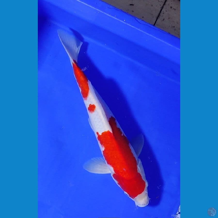strong kohaku 34cm