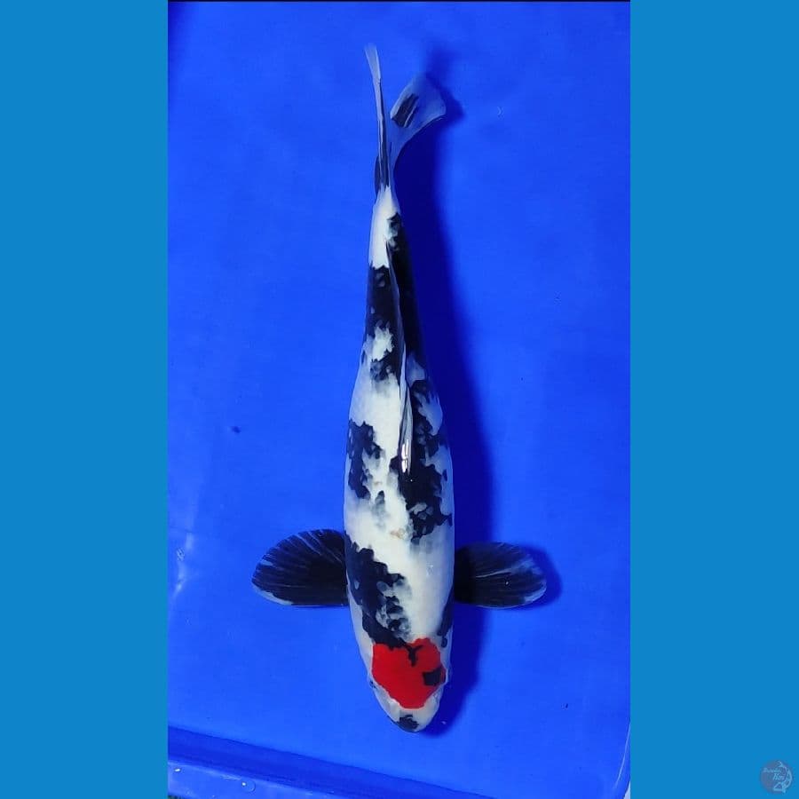 tancho showa 40cm