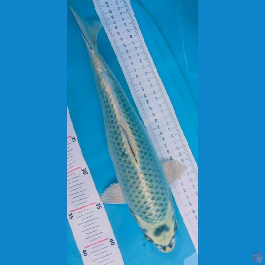 mukasiba 35 cm ring rx