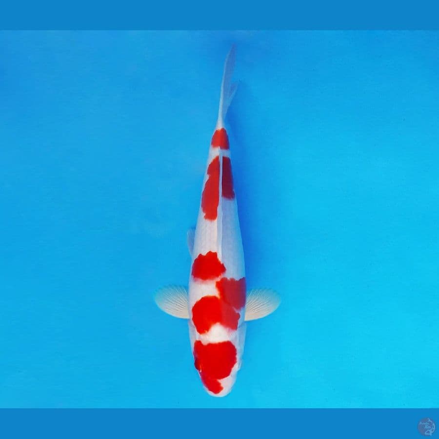 FUJI 1 - Kohaku 32 cm/male ®