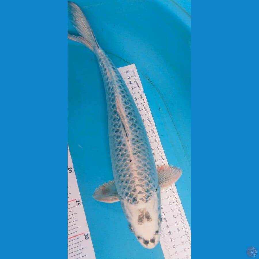 ginsuba 38cm jantan