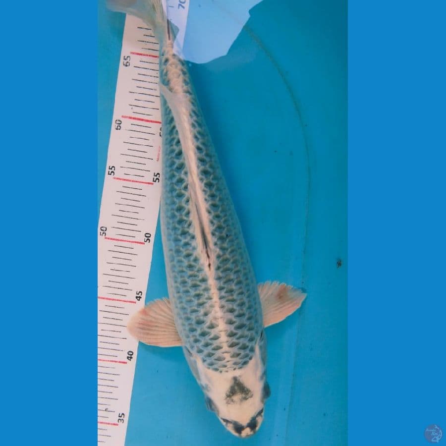 matsubagin 37cm