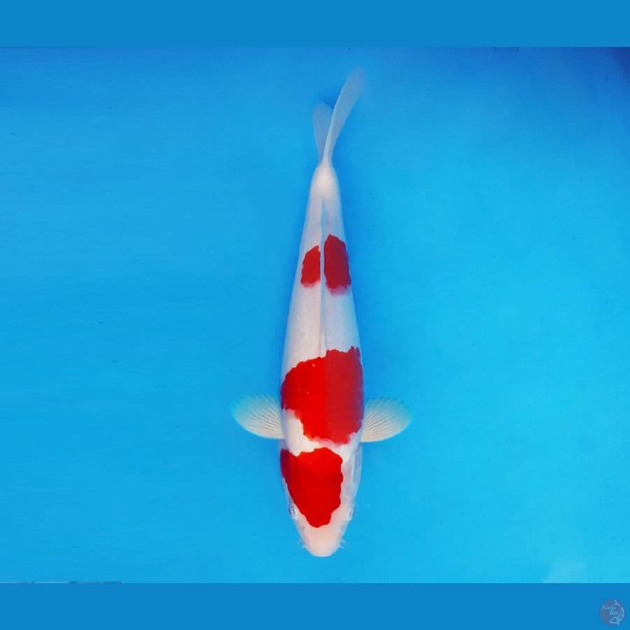 FUJI 7 - Kohaku 28 cm/male ®