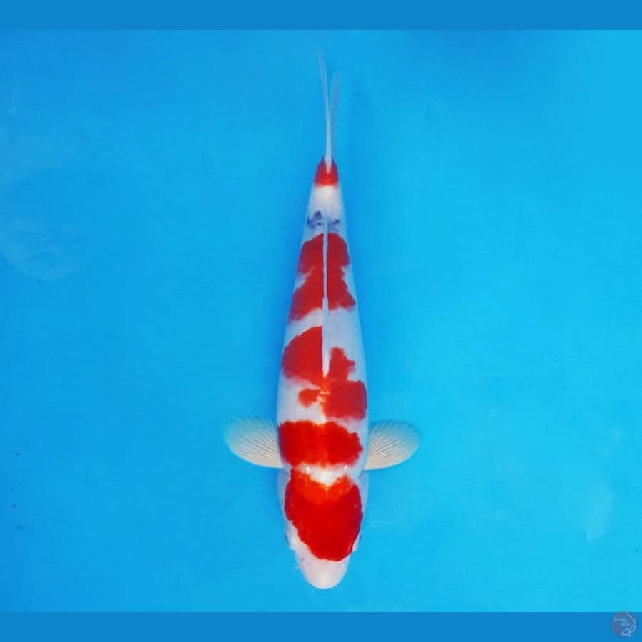 FUJI 8 - Sanke 30 cm/male ®