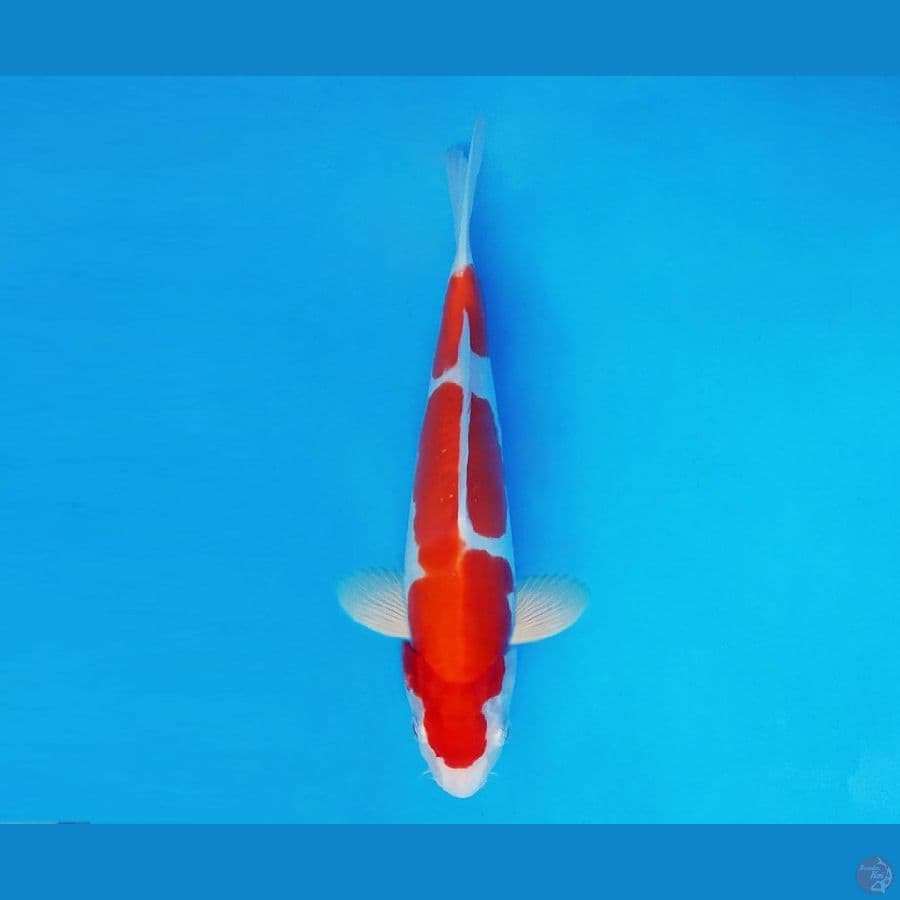 FUJI 11 - Kohaku Doitsu 25 cm/male ®