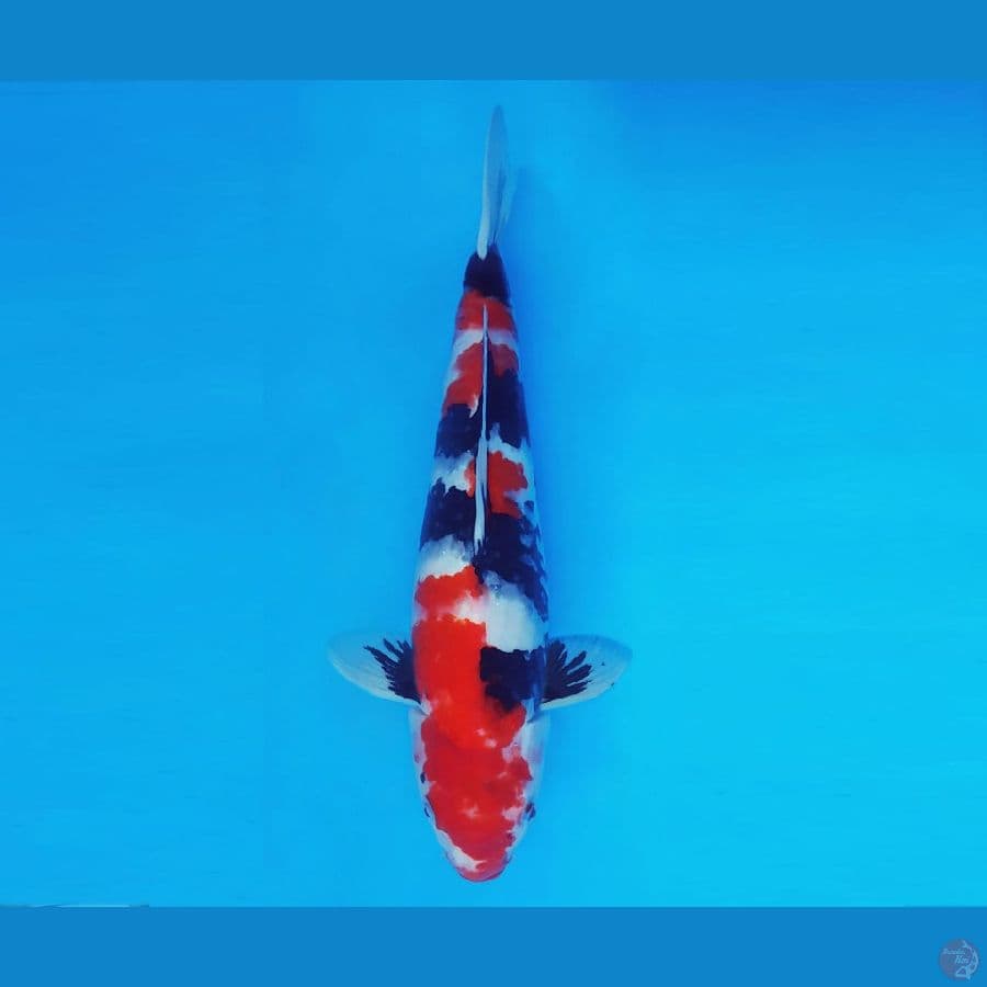 FUJI 12 - Showa Evo 35 cm/male ®