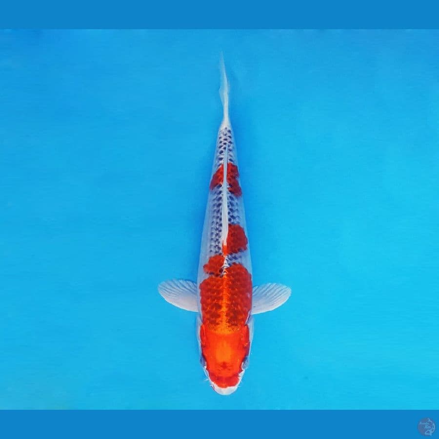 FUJI 16 - Kujaku 28 cm/male ®