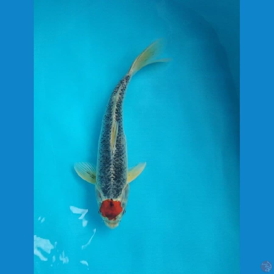 Tancho Goshiki 37cm