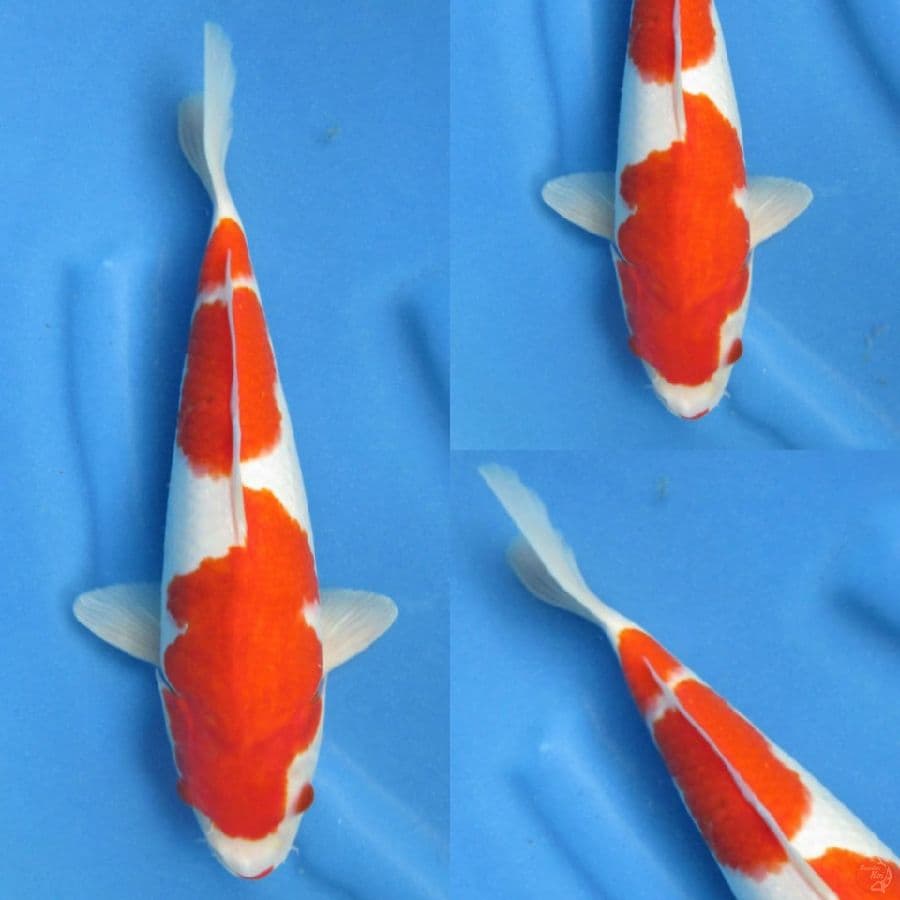 Red kohaku, 33cm