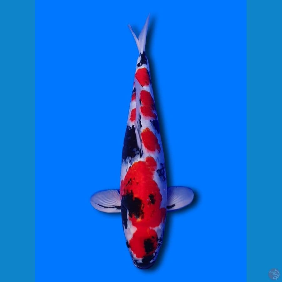 Showa Shansoku 52cm