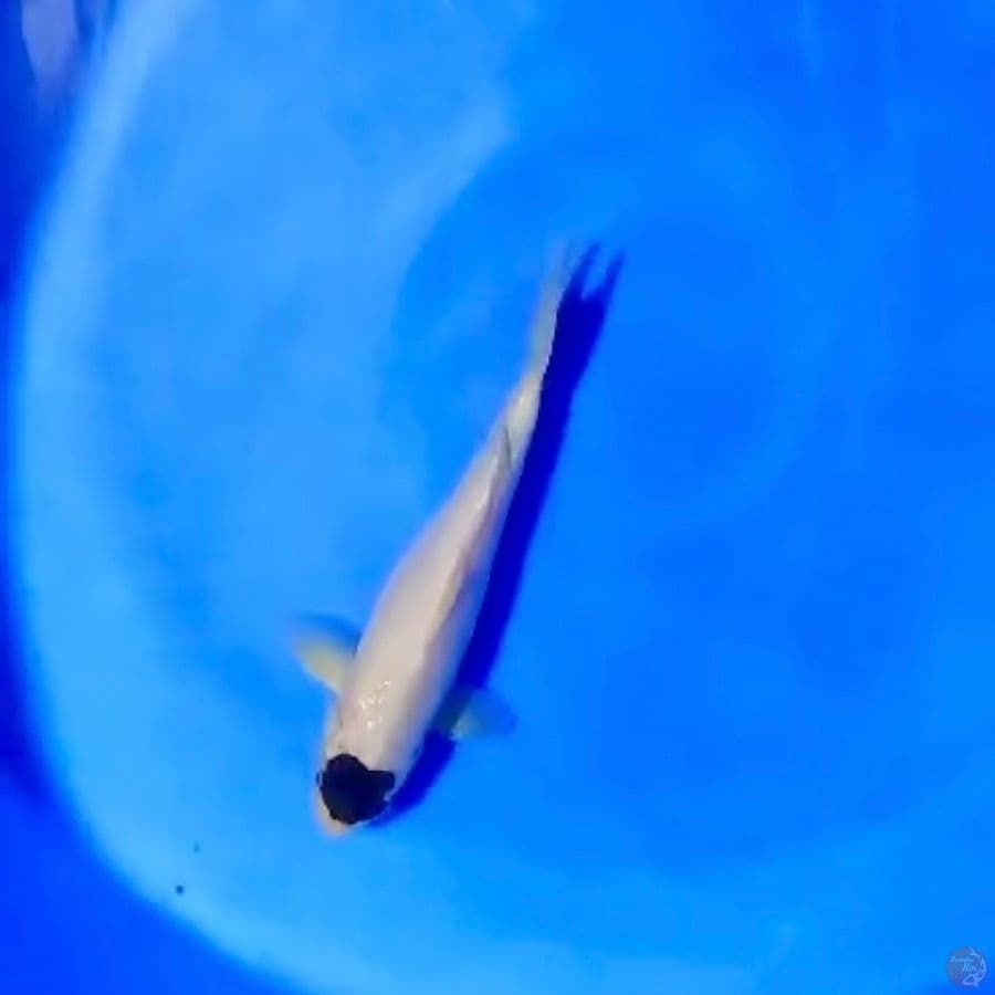 ori tancho 28cm
