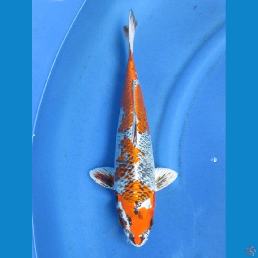 38cm - Beniginga