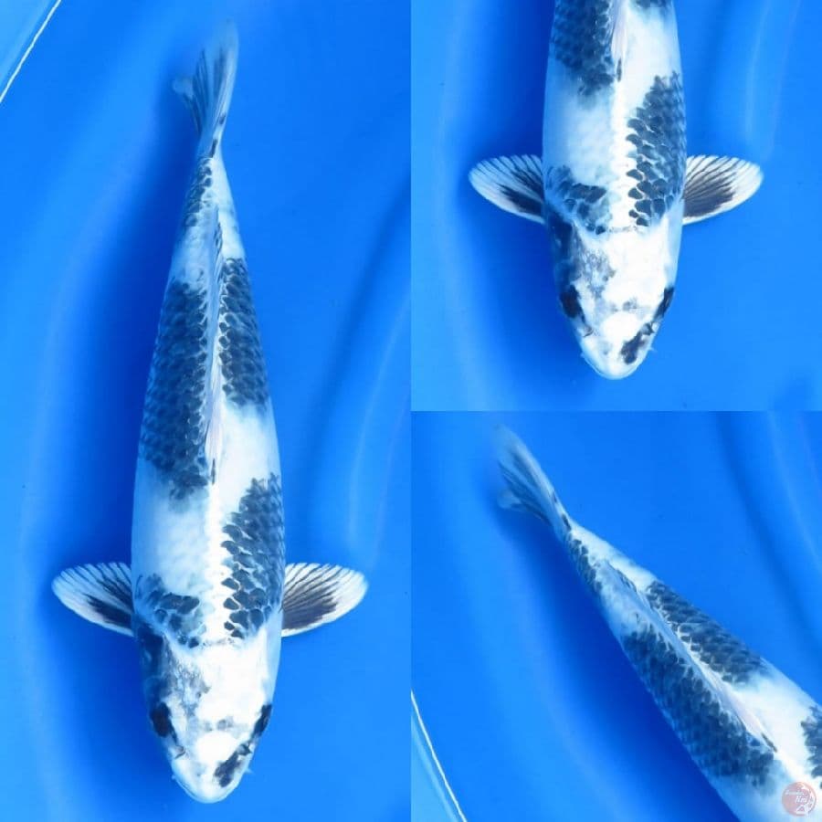 40cm , Gin Shiro