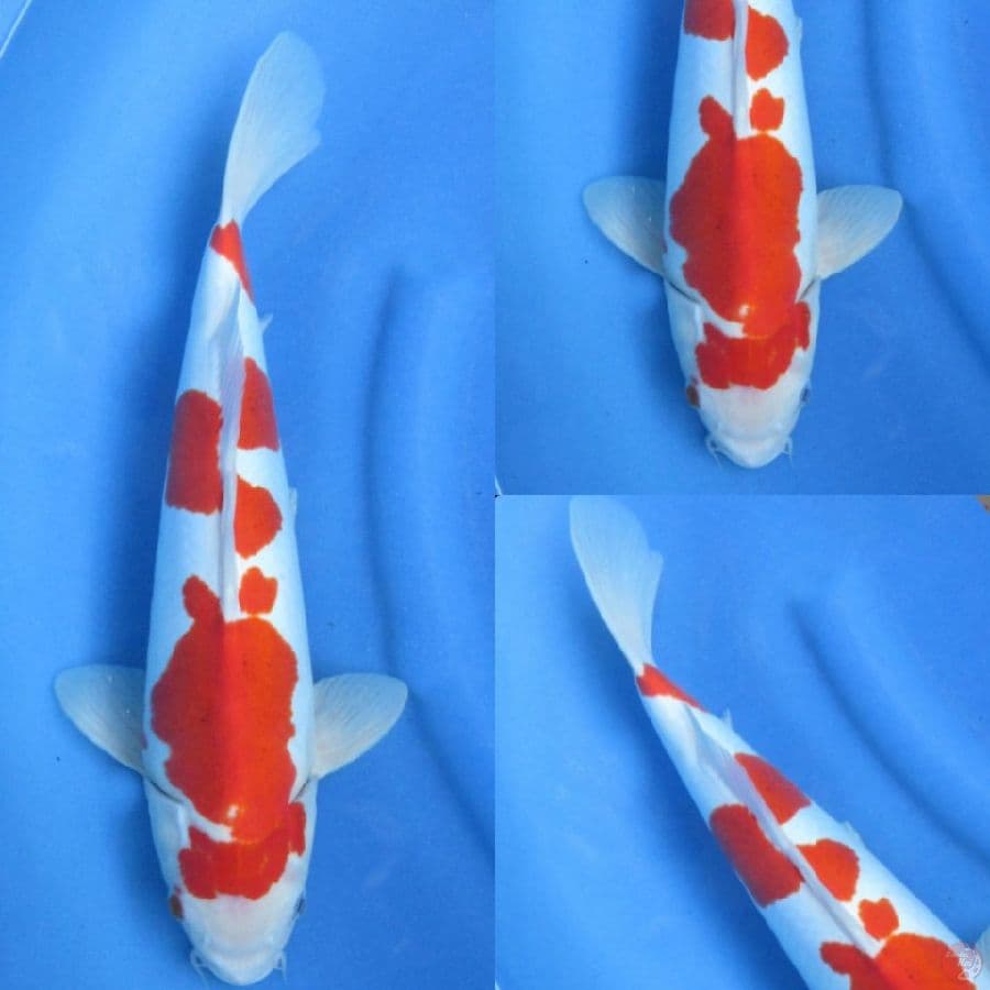 35cm , Doitsu Murni