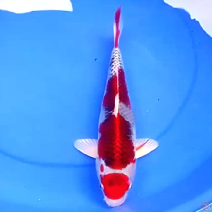 37cm KUJAKU SUPER ISTIMEWA