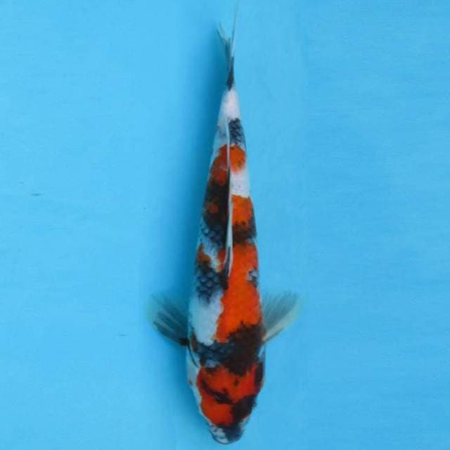 SHOWA SANSOKU