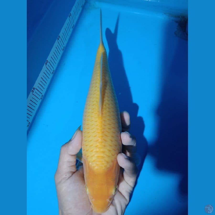 caramel 28cm