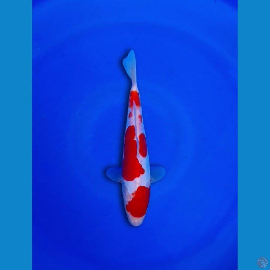 doitsu kohaku 22cm male
