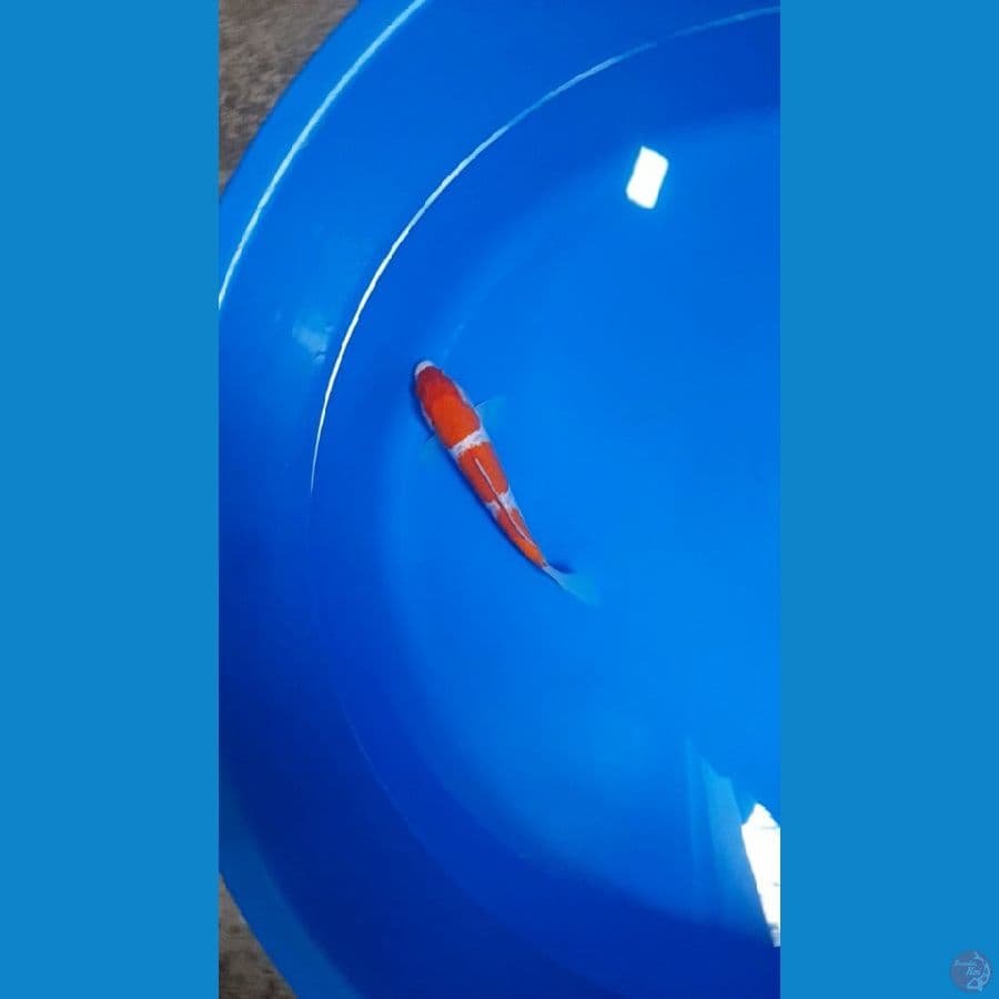 kohaku 3 step 20cm