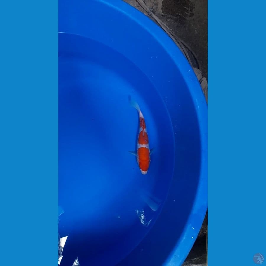 kohaku 3 step 20up