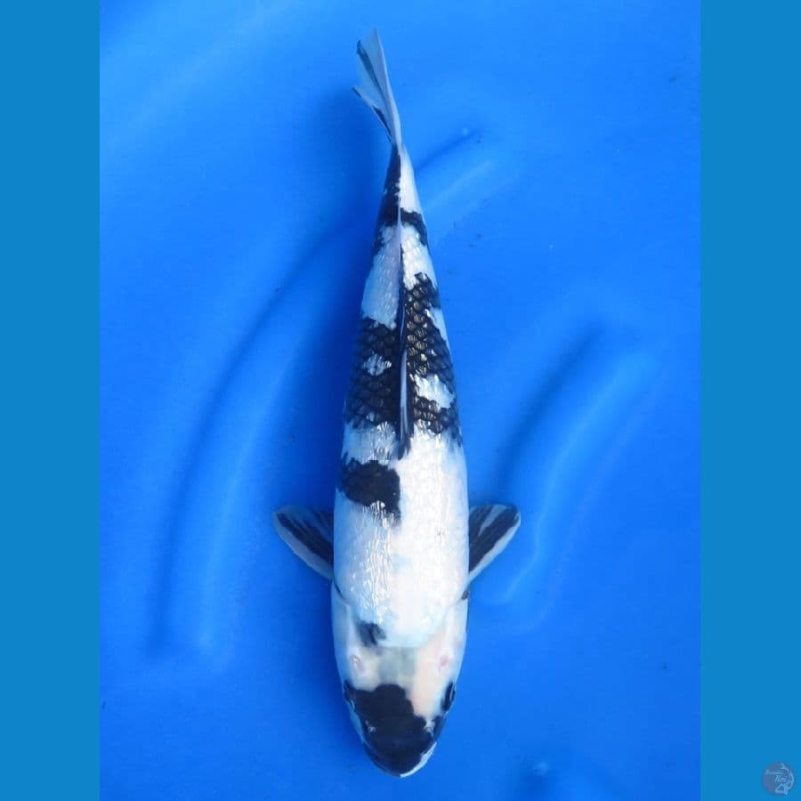 35cm - Shiro Ginrin