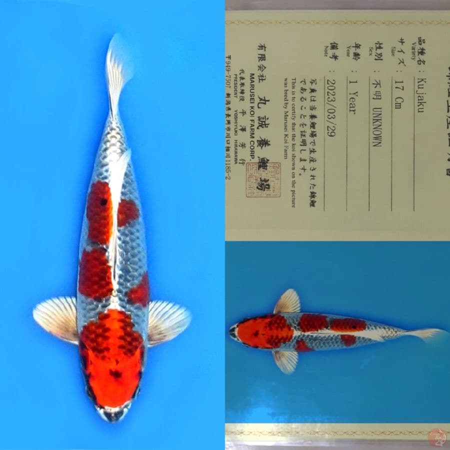 MARUSEI RED KUJAKU SQ 29CM