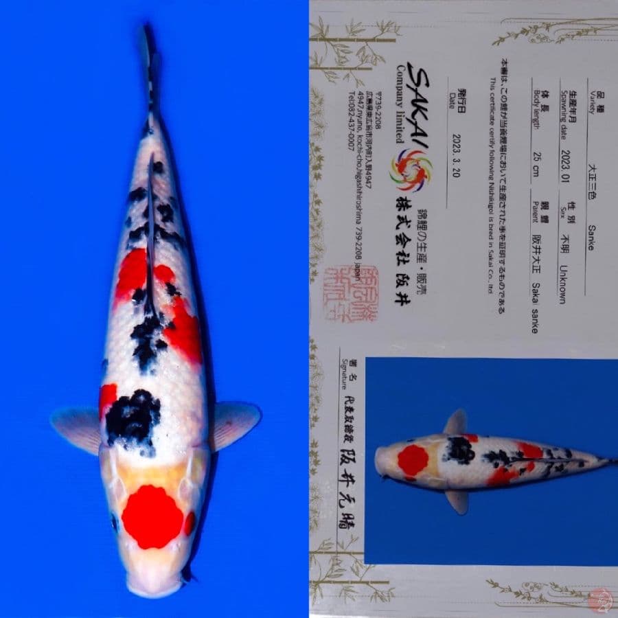SAKAI MARUTEN SANKE STRONG 38CM
