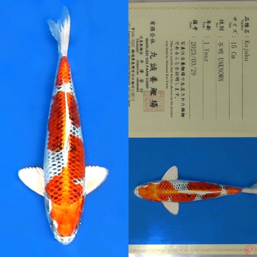 MARUSEI KUJAKU SQ 27CM