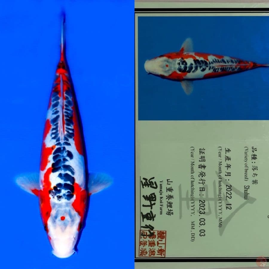 YAMAJU SHUSUI SQ 34CM