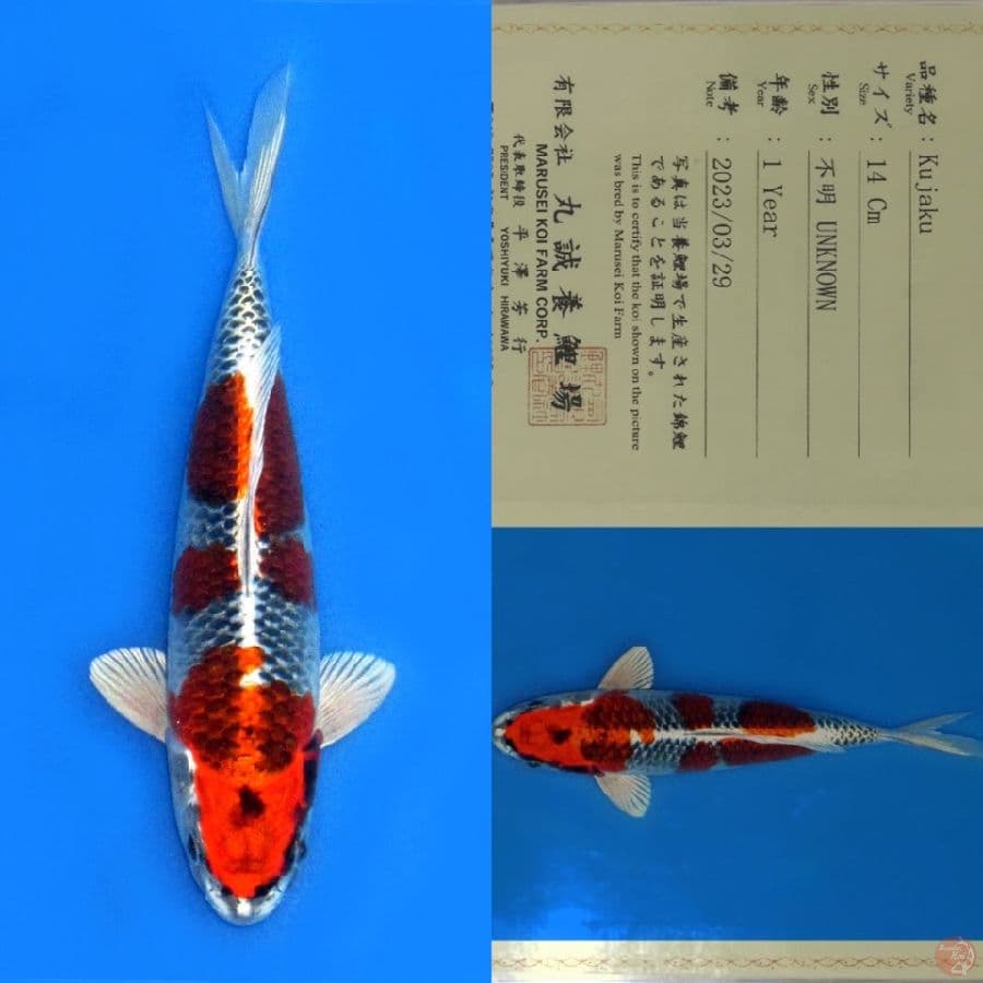 MARUSEI RED KUJAKU SQ 25CM