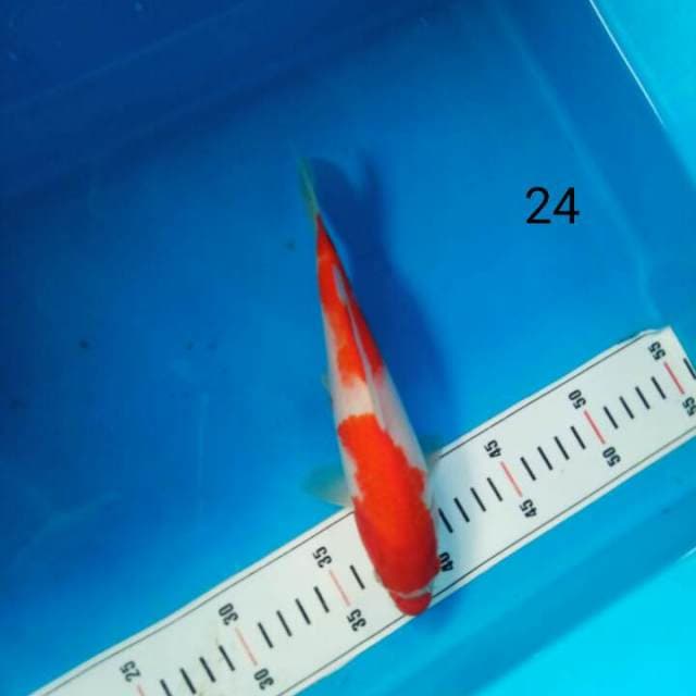 Kohaku