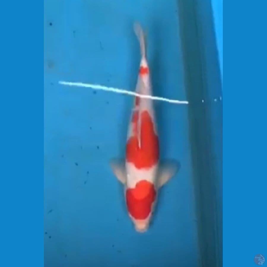 Kohaku 36cm