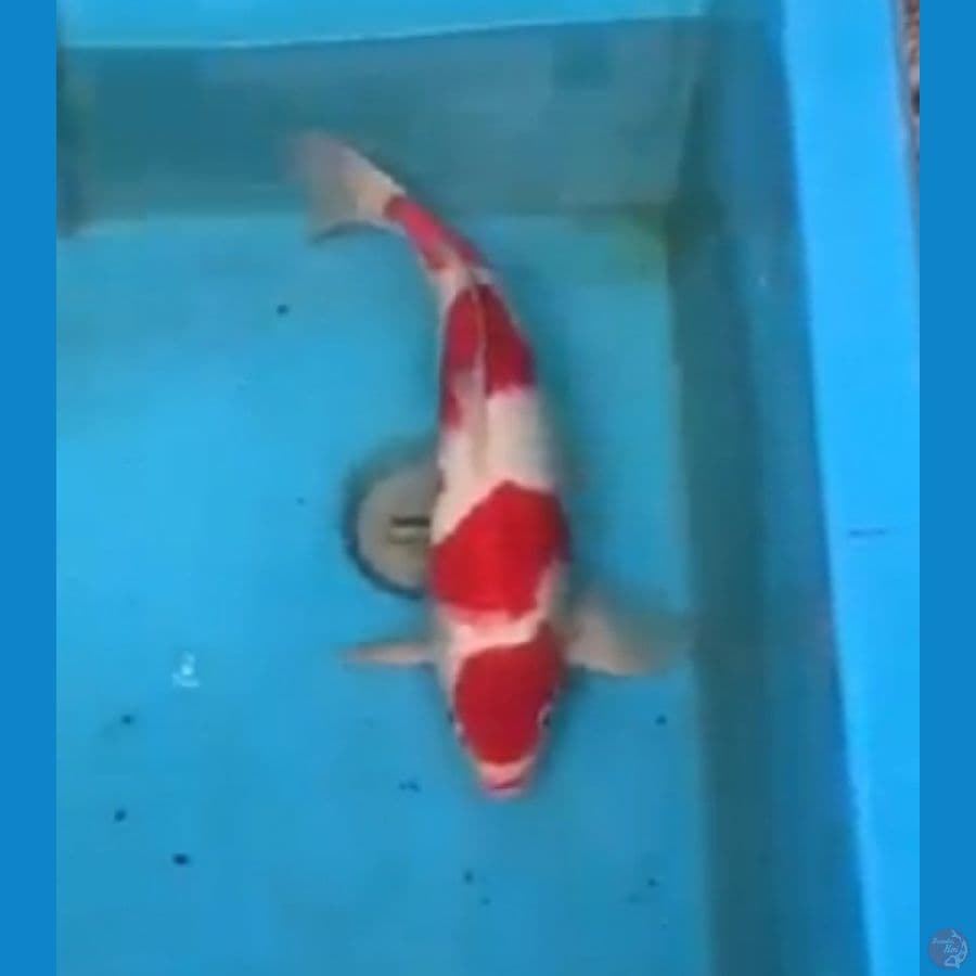 Kohaku Merah Darah 36cm