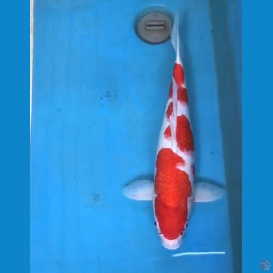 Kohaku HQ 46cm