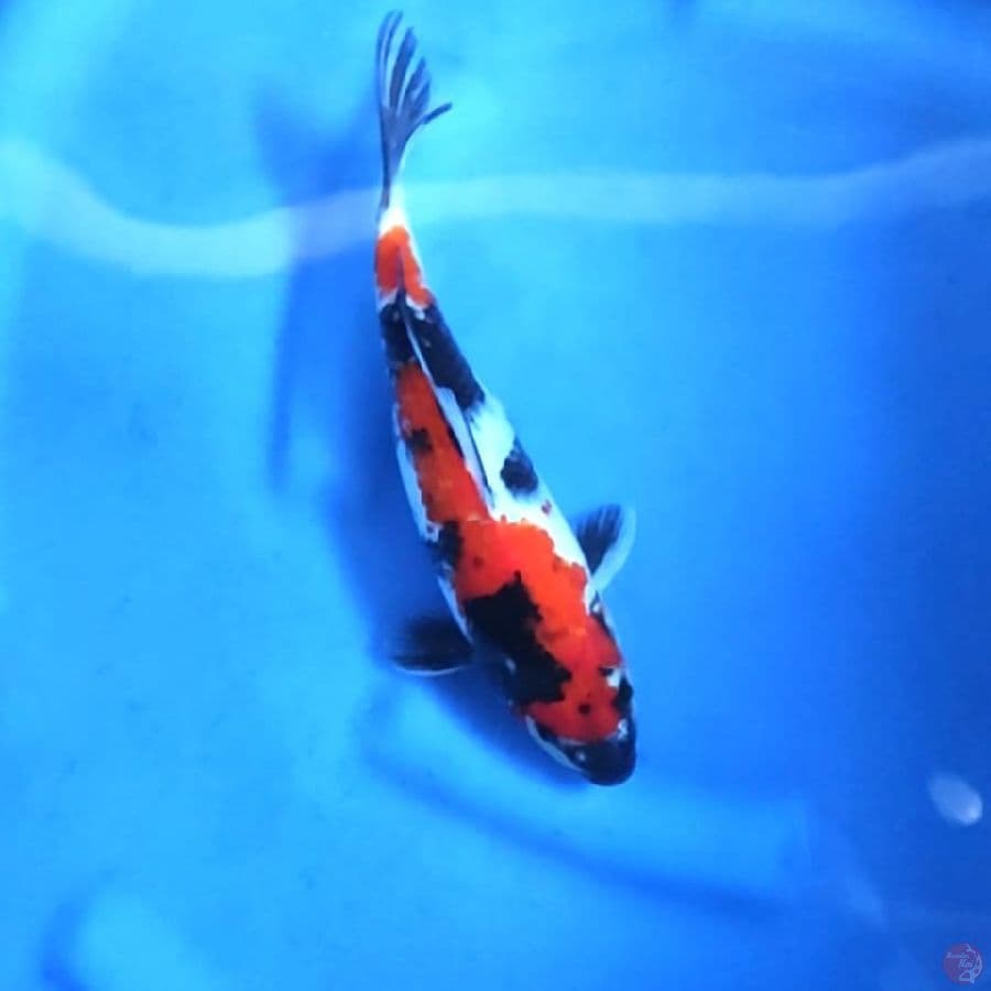 SHOWA # 26CM - F