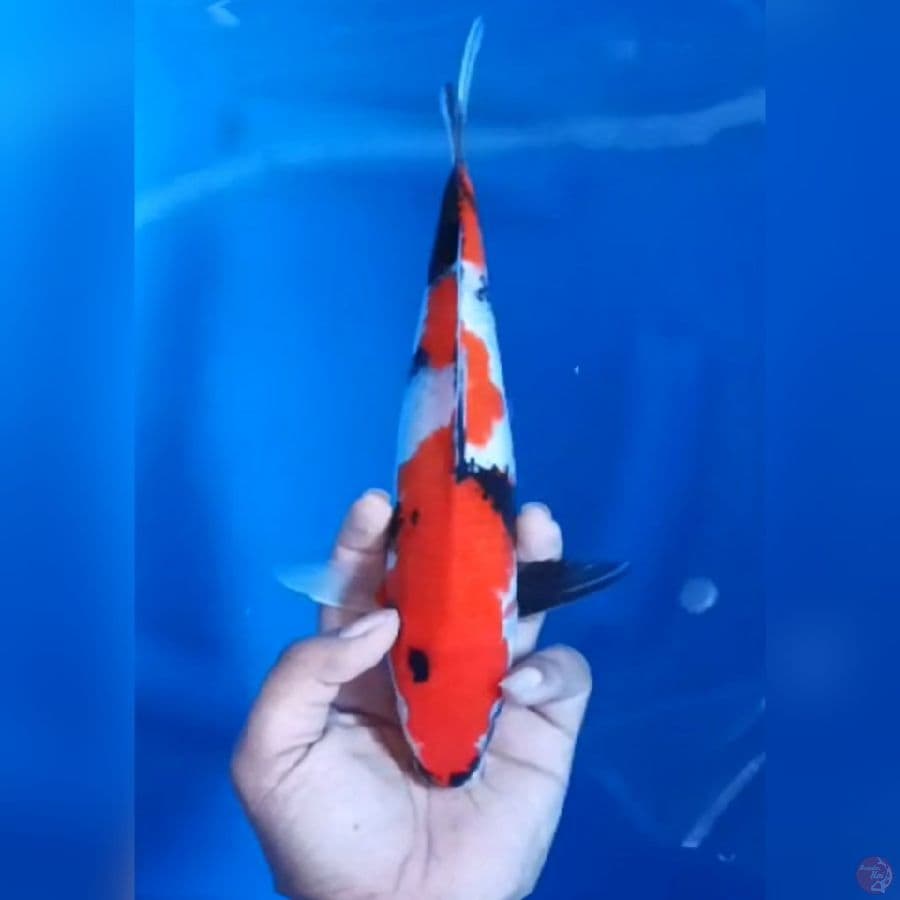 SHOWA # 26CM - M
