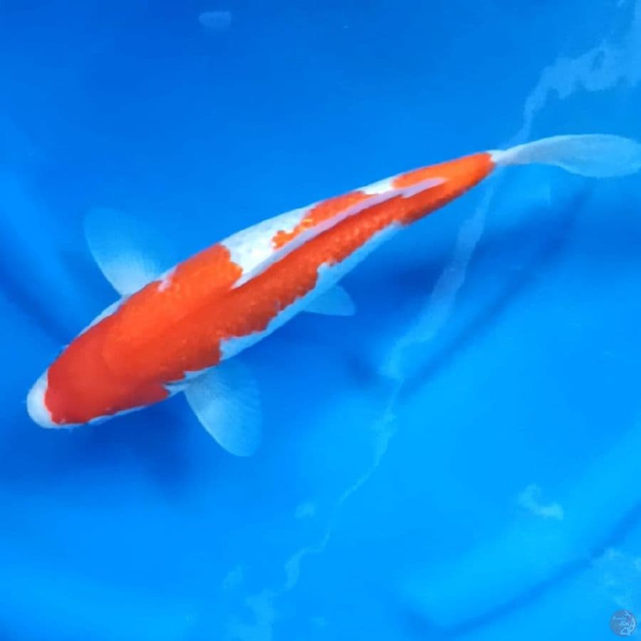 KOHAKU GINRIN # 32CM - F