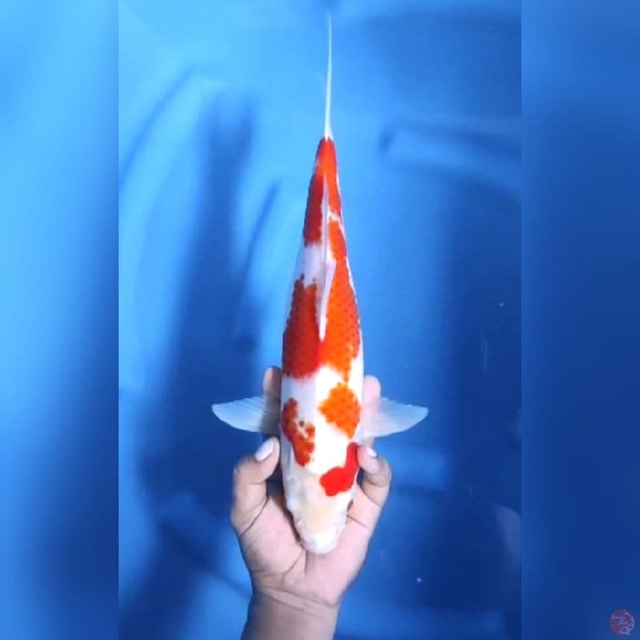 KOHAKU # 37CM - F