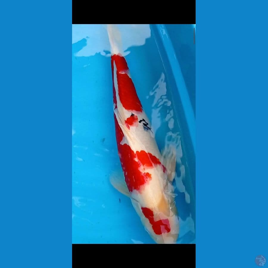 Jumbo jantan 52 cm