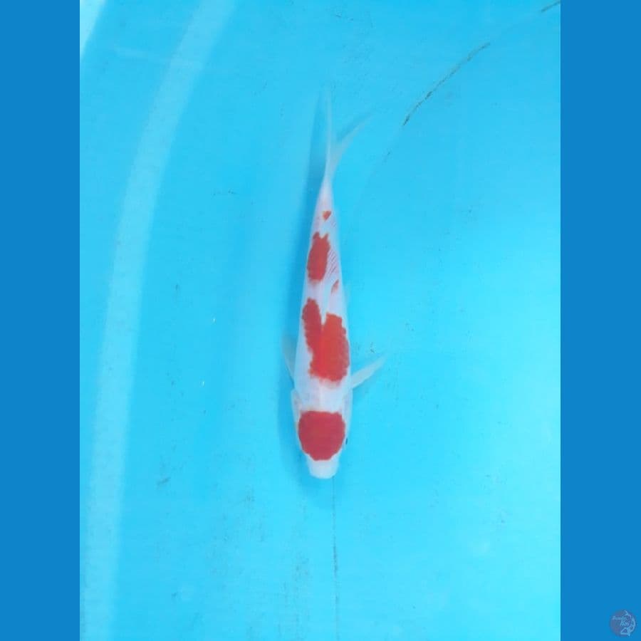 kohaku 20cm
