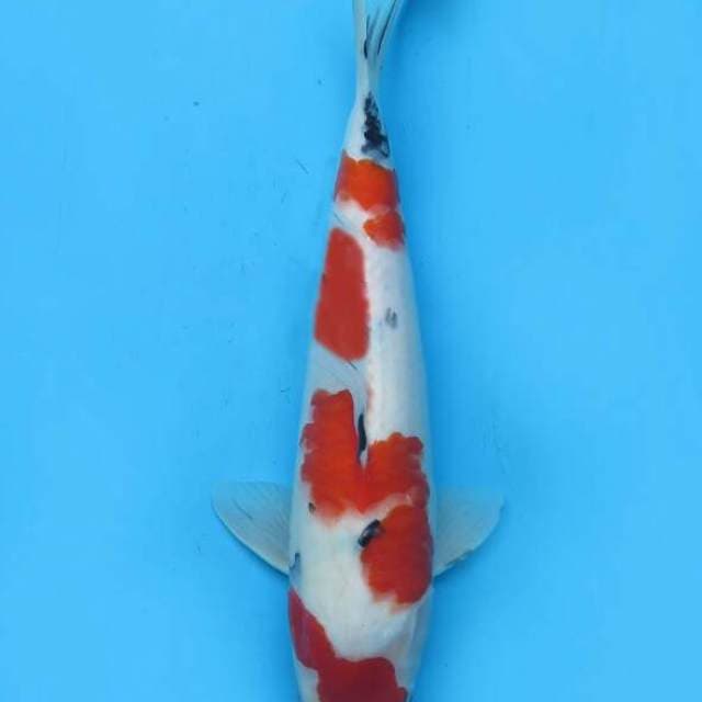 Sanke 33cm