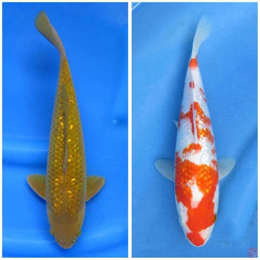 36cm,26cm , Paket 1